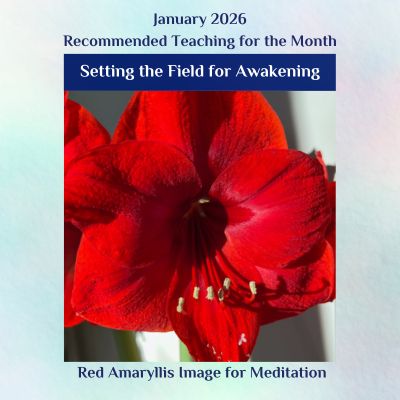 Red flower for meditation during January teaching