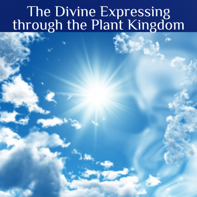 The Divine Expressing through the Plant kingdom teaching April 2024